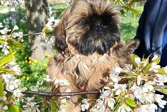 Shih tzu Suczka i Piesek, Dolnośląskie, Wałbrzych