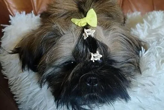 Shih tzu Suczka i Piesek, Dolnośląskie, Wałbrzych