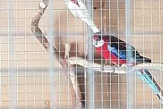 Rozelle białolice para, Śląskie, Jeżowa