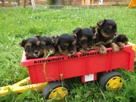 Szczenięta York Terrier do adopcji E-mail: {{biancalaura905@gmail.com}}....
