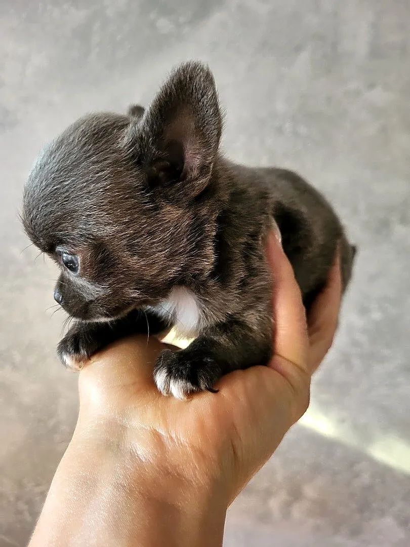 Chihuahua piesek, Mazowieckie, Kamianki-Czabaje