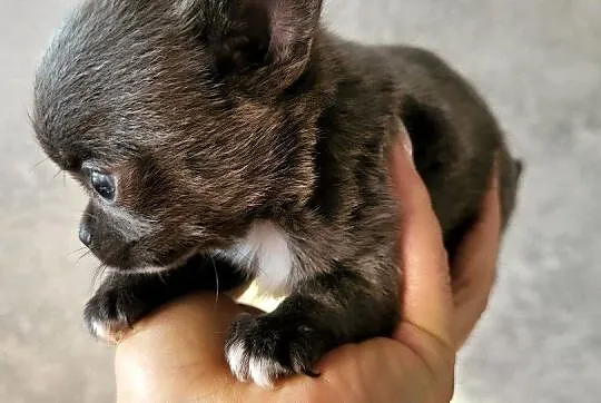 Chihuahua piesek, Mazowieckie, Kamianki-Czabaje