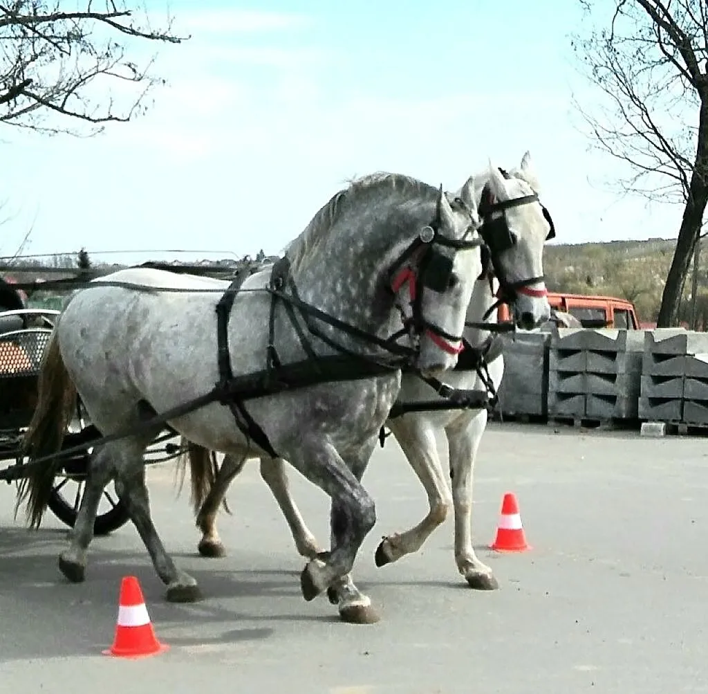 Sprzedam trzy Lipicany, Świętokrzyskie, Sandomierz