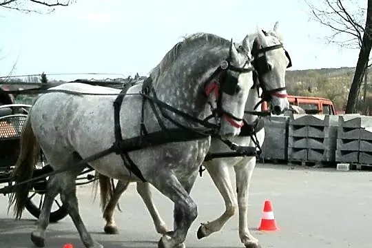 Sprzedam trzy Lipicany, Świętokrzyskie, Sandomierz
