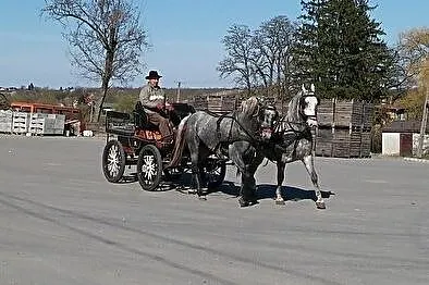 Sprzedam trzy Lipicany, Świętokrzyskie, Sandomierz