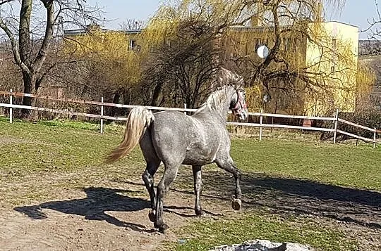 Sprzedam trzy Lipicany, Świętokrzyskie, Sandomierz