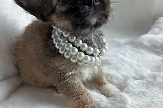 Chihuahua dziewczynka długowłosa Xd suczka