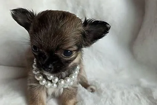 Chihuahua dziewczynka długowłosa Xd suczka, Kujawsko-pomorskie, Inowrocław
