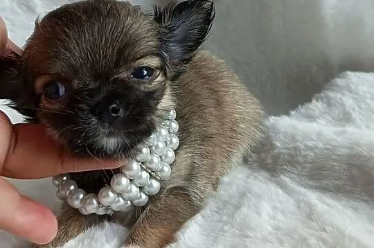 Chihuahua dziewczynka długowłosa Xd suczka, Kujawsko-pomorskie, Inowrocław