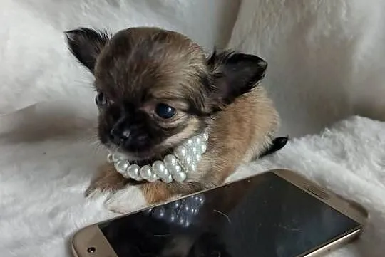 Chihuahua dziewczynka długowłosa Xd suczka, Kujawsko-pomorskie, Inowrocław