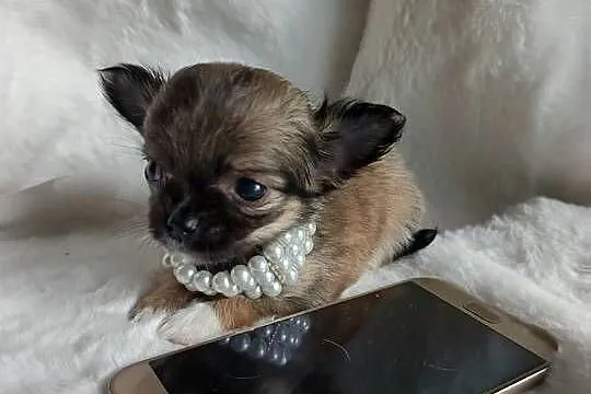 Chihuahua dziewczynka długowłosa Xd suczka, Kujawsko-pomorskie, Inowrocław