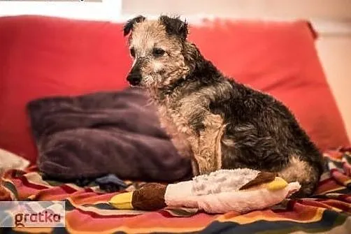 Dzielna Wandzia szuka swojego człowieka,  śląskie 