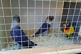 Młode nierozłączki
