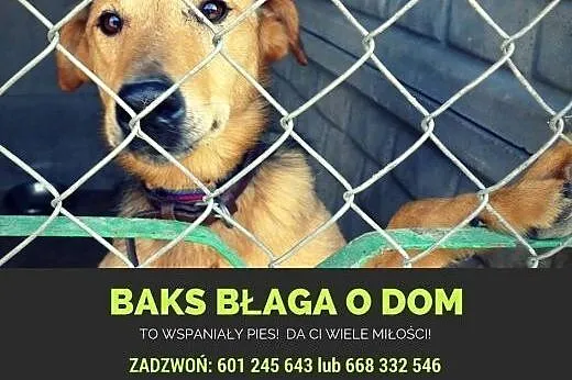 Baksik - pozytywna iskiereczka w ogromie psiego ci