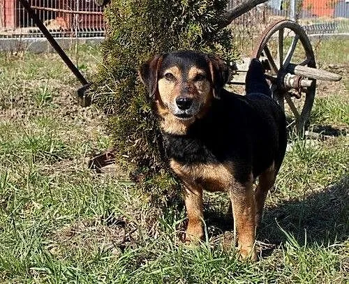 Bolek szuka domu !, podkarpackie Przemyśl