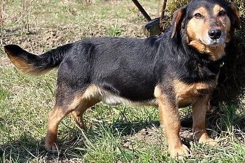 Bolek szuka domu !,  podkarpackie Przemyśl