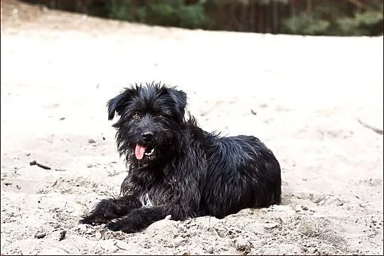 Raksa (albo Czarna) - oryginalna, przepiękna suczk