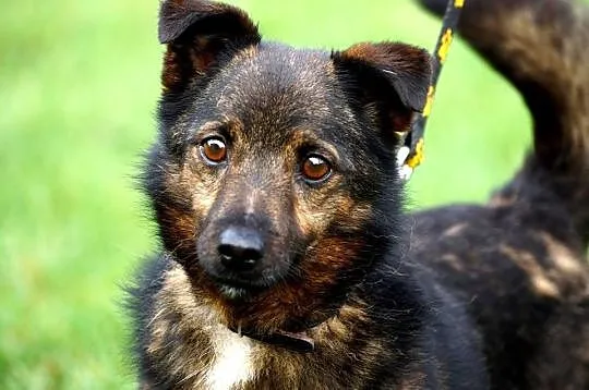 Bezkonfliktowy, radosny wesołek_ Aleksander, mały psiak do adopcji