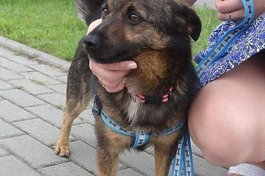 Bezkonfliktowy, radosny wesołek_ Aleksander, mały 