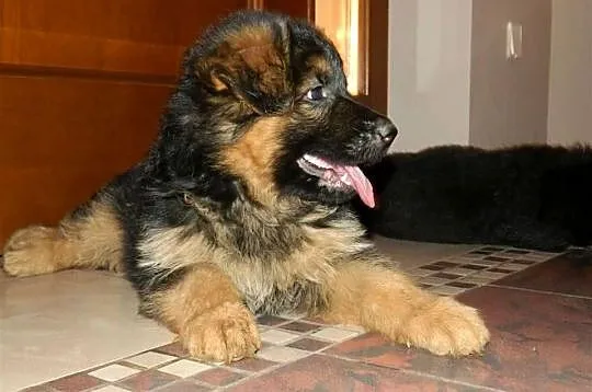 Owczarek Niemiecki szczeniak