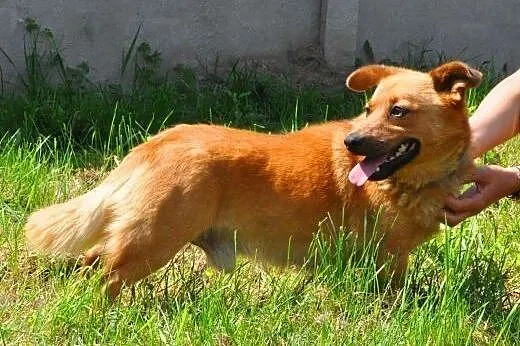 RUDEK - cudowny, mały 8 kg psiak do adopcji,  mazo