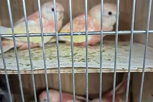 Lilianki, łąkówki turkusowe sprzedam, Opolskie, Kamień Śląski