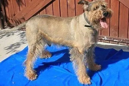 HAROLD - piękny psiak w typie airdale terrier do a