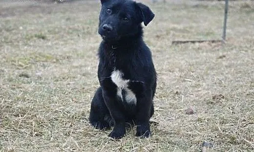 Porzucona roczna Kreseczka czeka na kochający dom,