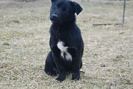 Porzucona roczna Kreseczka czeka na kochający dom,