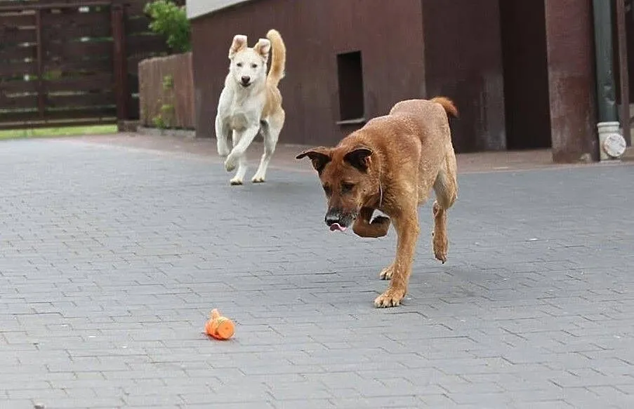 KORIN - duży, zwinny, kompatybilny ;))))), Mazowieckie, Warszawa