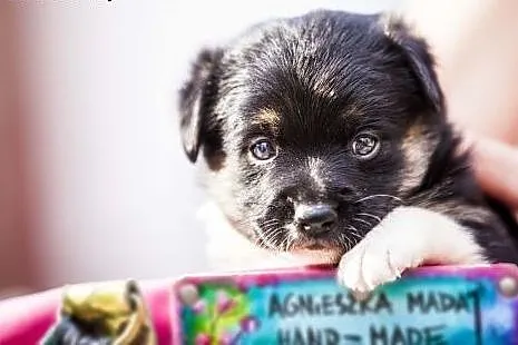 Mela - maleńkie psie dziecko do adopcji,  łódzkie Łódź
