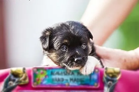 Mela - maleńkie psie dziecko do adopcji,  łódzkie 
