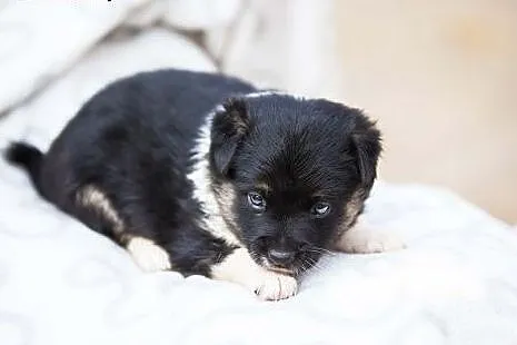 Mela - maleńkie psie dziecko do adopcji,  łódzkie 