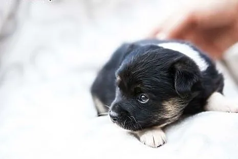 Mela - maleńkie psie dziecko do adopcji,  łódzkie 