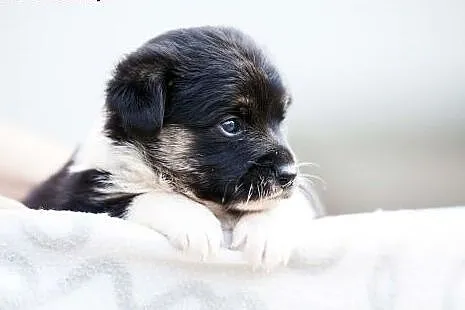 Mela - maleńkie psie dziecko do adopcji,  łódzkie 