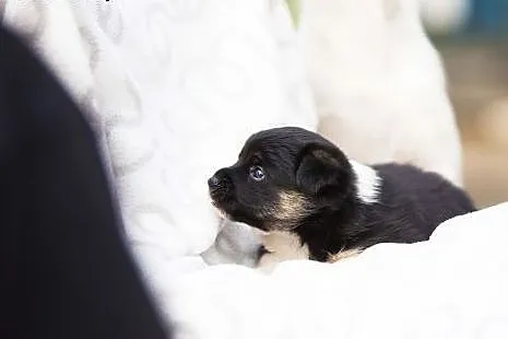 Mela - maleńkie psie dziecko do adopcji,  łódzkie 