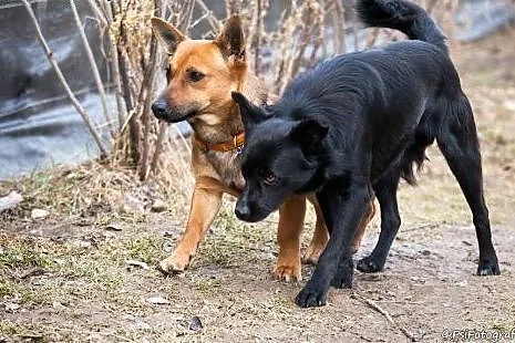 Krecik młody wesoły piesek szuka kochającego domku