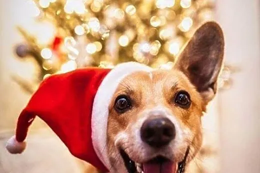 Pyszczydło TOFFIKA rozczula i rozwesela :),  dolno