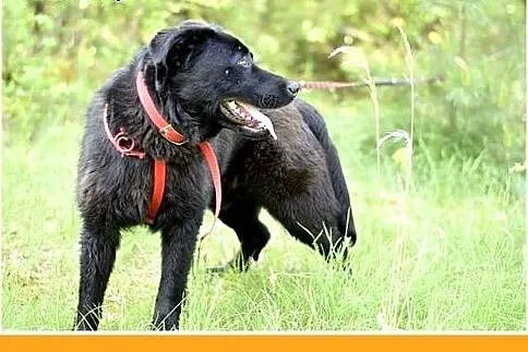 BALU,średni,młody,łagodny,wesoły,rodzinny piesek.A