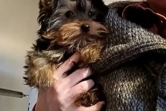 Mini Yorkshire Terrier