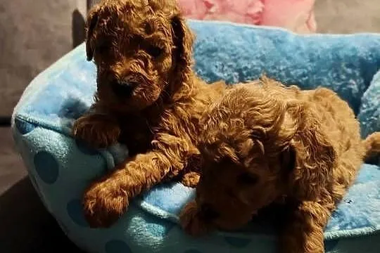 Pudle toy szczenieta- odbiór po 20 listopada, Dolnośląskie, Bolesławiec