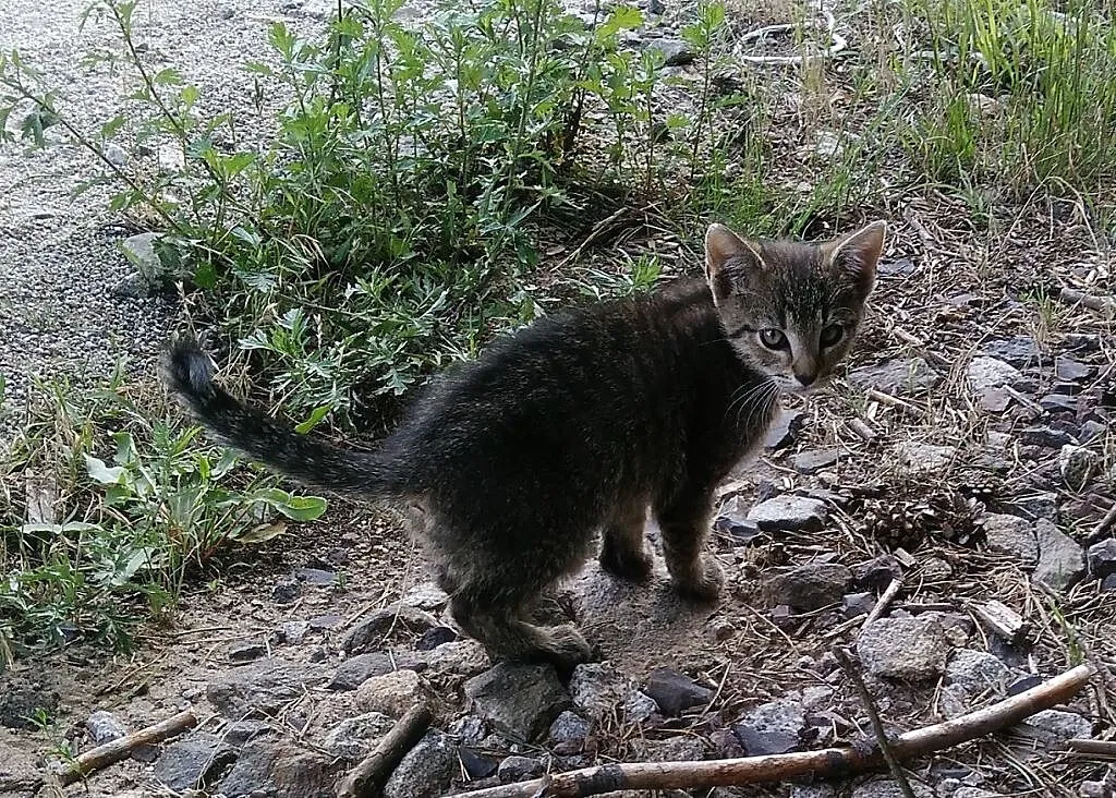 3 miesięczny kocurek Desperado szuka domu