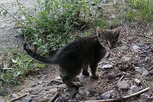 3 miesięczny kocurek Desperado szuka domu