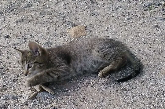 3 miesięczny kocurek Desperado szuka domu