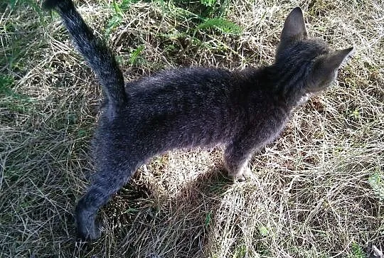 3 miesięczny kocurek Desperado szuka domu