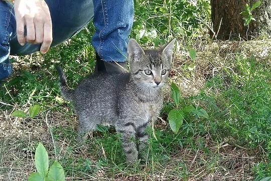 3 miesięczny kocurek Desperado szuka domu