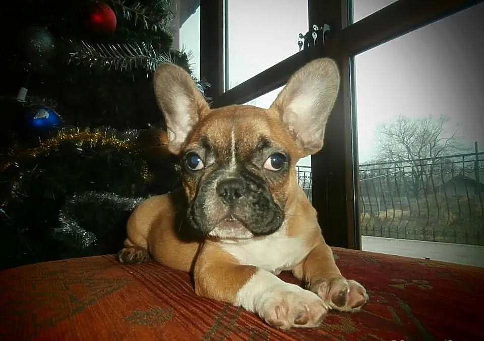 Wyjątkowej urody buldog francuski
