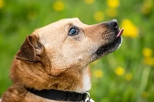 Wesołek jakich mało :) Pokochaj MARIO śmiało !,  m