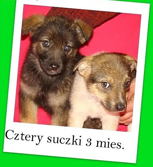 AISZKI,szczeniaczki 3 mies. suczki 16 kg docelowo,