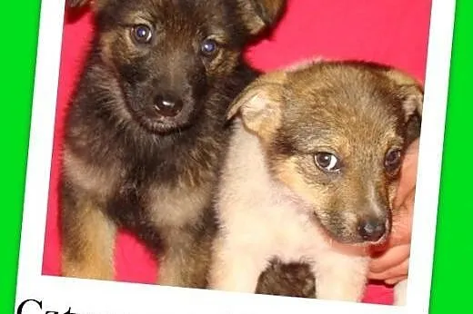 AISZKI,szczeniaczki 3 mies. suczki 16 kg docelowo,